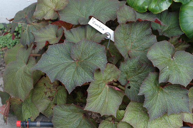 B. ‘Cumbria’
